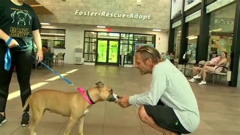 Candy, resilient dog who survived shooting in Hallandale Beach, heads to ‘fur-ever’ home in Lighthouse Point