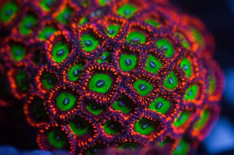 Candy Apple Red Zoa - Reef Lounge USA