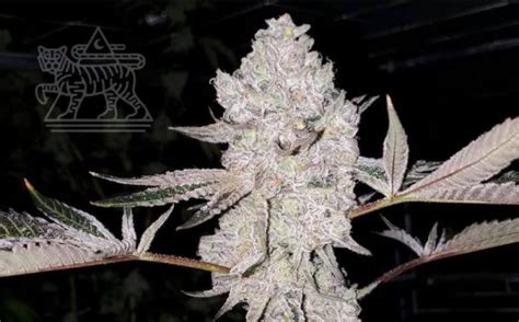 Candy Pave Strain - Compound Genetics