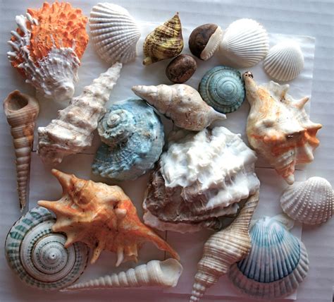 Candy Seashells - Etsy