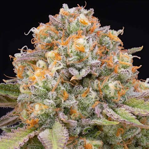 Candy gas strain leafly. Cotton Candy, also known as "Cotton Candy Kush", is a hybrid marijuana strain made by crossing Lavender with Power Plant. The result is big, bold cherry flavors with undertones of flowers. 