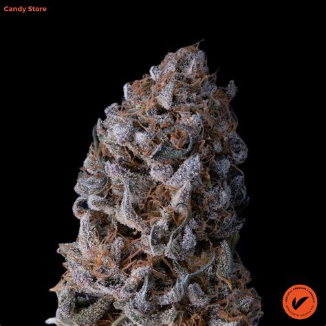 Candy store strain leafly. Euphoric. Happy. Relaxed. Sleepy. Missouri Medical Patient here, came across this strain by Proper Cannabis, and man I’m so glad I grabbed this. I have PTSD, Anxiety, Insomnia, and the initial ... 
