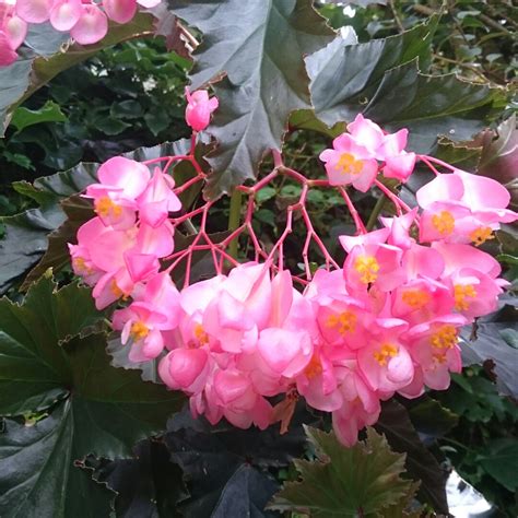 Cane Begonia