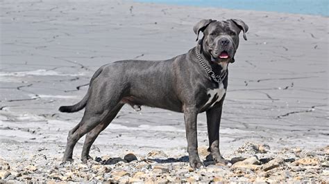 Cane Corso: Your Complete Guide Dog Academy. 