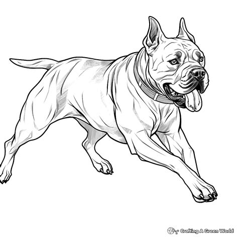 Cane Corso Coloring
