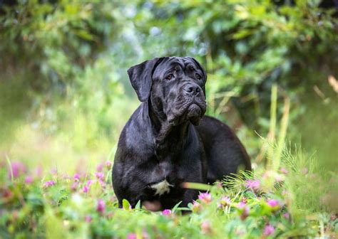 Cane Corso Dog Personality Traits & Facts Great Pet …