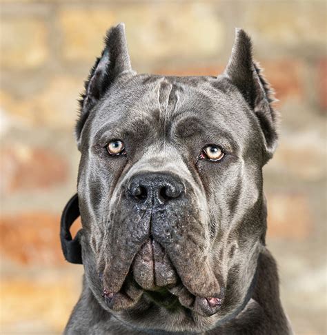 Cane Corso UK & Molosser Rescue