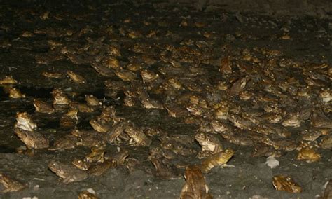 Cane Toad Invasion in Australia - Conservation Made Simple