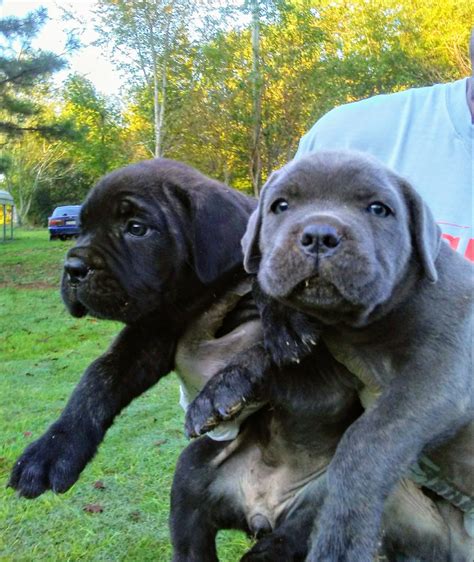 Today I want to talk to you about the best Breed I know in the world, the Italian Mastiff or Cane Corso, my name is Juan Manuel Morato and I am going to tell you about the Italian Mastiff or Cane Corso Italiano, this the best place for Cane Corso puppy for sale in Georgia and buy Italian mastiff puppies in Atlanta, as its name indicates is Cane ... . 