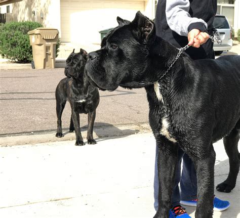 Cane corso for sale az. Nov 25, 2021 · There is a range of mixed breeds of Cane Corsos too. Should you want to reserve a Cane Corso puppy for yourself, you can connect with him using the following contact information. Breeder Details –. Address – Solidity Cane Corso, Buckeye, Arizona (AZ), United States. Phone Number – +1 623-262-1278. 