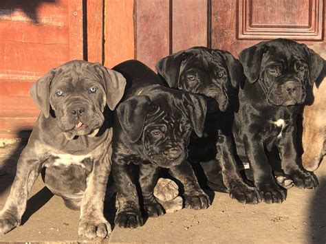 Find a Cane Corso puppy from reputable breeders near you in San Antonio, TX. Screened for quality. Transportation to San Antonio, TX available. Visit us now to find your dog.. 