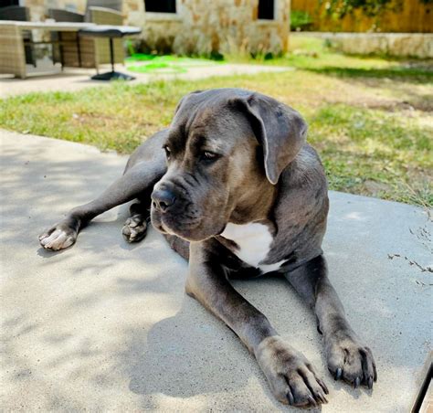 Breed Facts. The Cane Corso dates back to ancient Rome. Many experts believe they are descended from the now-extinct Greek Molossus. Historically, the Cane Corso fought alongside Roman legions, hunted boar and other prey, and, later, guarded property, flocks, and people on farms. This breed is a very loyal, strong, and focused dog.