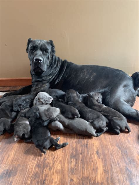 Beautiful cane corso pup. Iccf registered. First round of shots