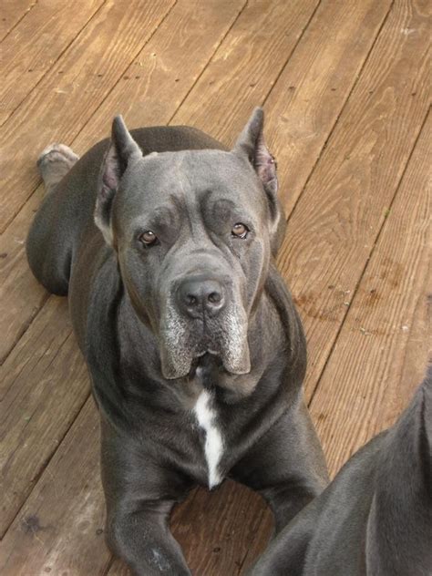 Cane corso for sale san diego. Things To Know About Cane corso for sale san diego. 