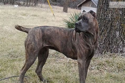 Find Cane Corso puppies in nearby cities. Cane Corso puppies in K
