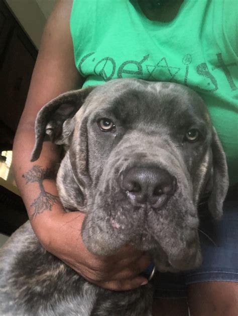 Cane corso for sale tn. 2 pickup & drop-off options. Jay's Cane Corso. Merriville, Indiana • 110 miles away. No litters planned. Our dogs are bred to have top qualities that all families want in their puppies, such as compassion, patience, and love! 1 pickup option. Woodlands Cane Corso. Jones, Michigan • 114 miles away. 