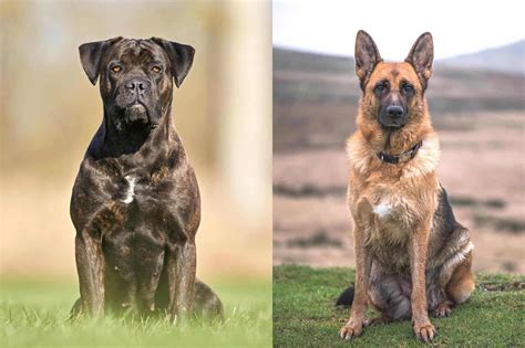 50-90lb (23-41kg) Height. 23″-28″ (58-71cm) 22″-26″ (56-66cm) Cane Corso vs. German Shepherd Size. In a fight between a Cane Corso and a German Shepherd, the larger and strong-muscled Corso has the upper hand. He can impose his weight on the smaller GSD and render him less agile to move and deal bites on the opponent.