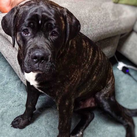 The Cane Corso Mastiff Mix can have health issues. The common ones you should know are hip dysplasia, eyelid abnormalities, and gastric torsion. To determine your pup’s health status, have regular consultation with a veterinarian and provide the nutritional requirements of the dog.