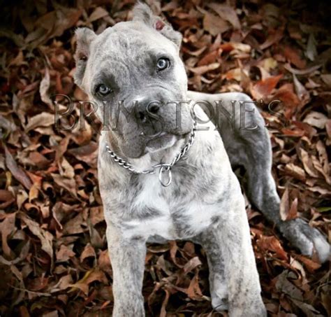 The Cane Corso and Great Pyrenees mix is a quite rare combination. However, with both breeds being in the large-sized category, we can expect no less from their litter’s size. Though there aren’t many records about Cane Corso mixes, the temperament of this mix can be easy to determine since both breeds have the same …. 