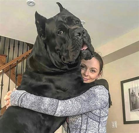 Cane corso next to human. The Pit Corso is a strong and muscular dog that inherits its bodybuilder-like physique from both of its parents. He’ll usually have a square-shaped body and a big head, thick neck, and a tail that reaches his hocks, or rather his ankles. They have fleshy and square noses, almond eyes, and somewhat floppy ears. 