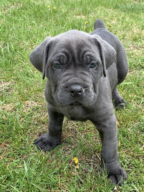 Cane corso puppies for sale in illinois. Our tools such as Breed Selector future puppy owners with the weath of needed information to make the right choice when buying a puppy. Cane Corso Litter of 4 Puppies FOR SALE near PEORIA, Illinois, USA. Gender: Male (s) and Female (s). Age: 1 Year 3 Months Old. Nickname: Litter of 4 on PuppyFinder.com. ADN-530913. 