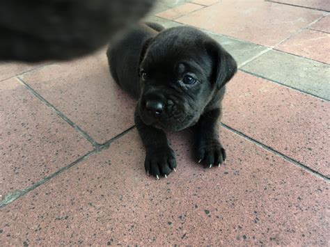 Cane Corso puppies looking for their furever homes. Peachland. Gorgeous 13 week old Cane Corso puppies looking for their furever homes. Fully vaccinated, dewormed, puppy pad and outdoor trained and ready to go! Message or call 250-864-1287 for more details.. 