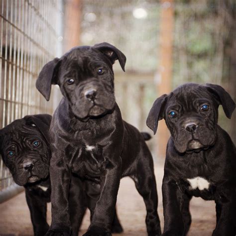 [#20352] – Blue Fawn Male Cane Corso Dogs and Puppies For Sale. Know about our Pricing! ... Columbus, Ohio, 43221. Monday-Friday: 12pm-9pm Saturday and Sunday: 11am-9pm. Quick Links Available Puppies; Home; Health Extension; Let's Connect. facebook; instagram; twitter; youtube. 