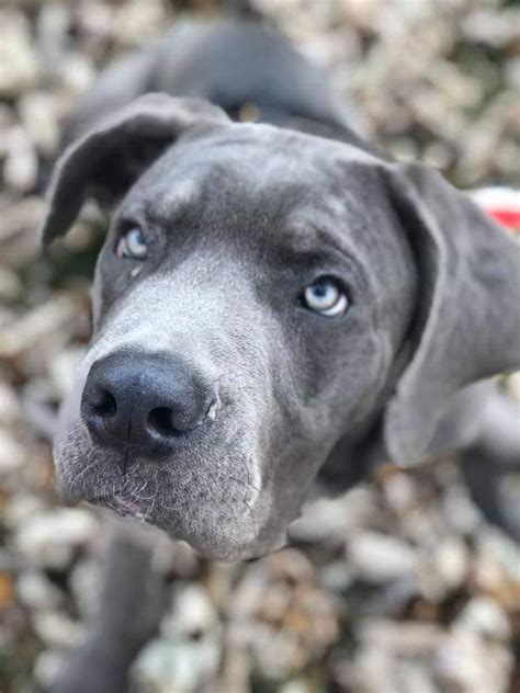 Luna. Cane Corso. Young. Female. Meet Luna, a Cane Corso Dog for adoption, at The Animal Rescue Center of California in Coachella, CA on Petfinder. Learn more about Luna today.