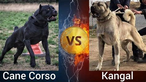 Ključne tačke: Kangal i Cane Corso su masivni psi.