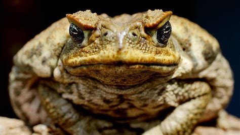 Cane toads decimate Kakadu National Park while Commonwealth