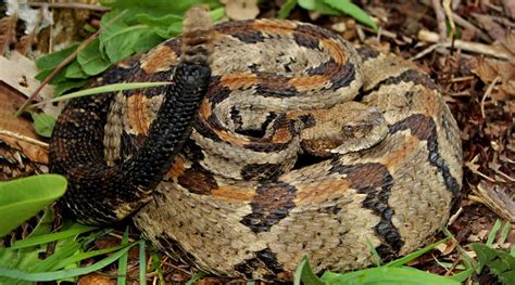 Canebrake Rattlesnakes South Carolina Public Radio