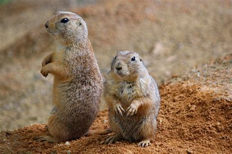 Cani delle praterie completo manuale del proprietario dell'animale domestico prairie dogs complete pet owners manual. - Handbook on parallel and distributed processing 1st edition.