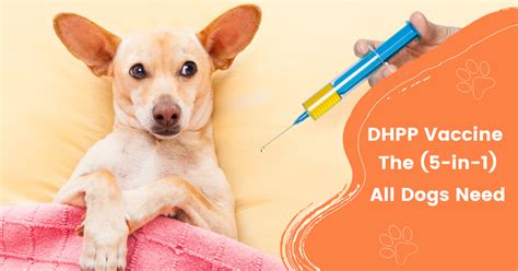 The canine 5-in-1 vaccine includes protection against canine distemper virus (indicated by the letter D), two types of adenovirus, aka hepatitis and kennel cough (named A, A2, or H), parainfluenza (P), and parvovirus (P)..