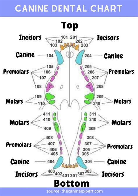 Canine Dental Chart Dog Dental Chart The Canine Expert