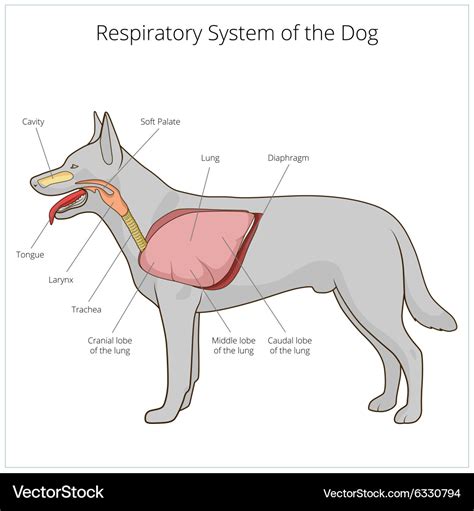 Canine Infectious Respiratory Disease Complex and what dog owners need to know