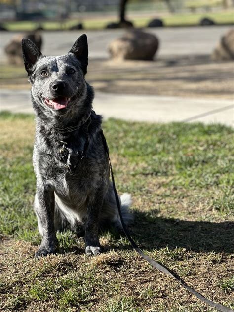 Canine Purpose, Loomis, CA, Pet Training - MapQuest