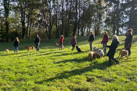 Canine collective. Come along and join us for good vibes, enrichment activities, water play & pools, dock diving, sandpits, & so much more! Sign up for your free Doggy Daycare assessment online! 🐾 Qualified Staff 🐾 Fear Free Certified 🐾 Kennel Free 🐾 Daycare for Puppies 🐾 Enrichment Park 🐾 1-8 Ratio 🐾 ⭐️ Elite Canine Collective ⭐️ 9 ... 