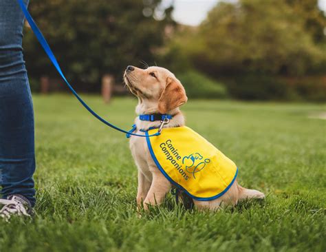 Canine companion. Canine Companions for Independence (CCI) - Canine Companions for Independence® is a national nonprofit organization that enhances the lives of children and ... 