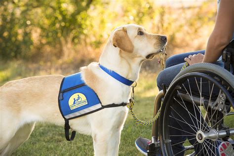 Canine companions for independence. Canine Companions service dogs are partnered with adults with physical disabilities to assist with daily tasks and increase independence by reducing reliance on other people. A service dog can pull their partner in a manual wheelchair, push buttons for elevators or automatic doors, and even assist with business transactions by transferring ... 