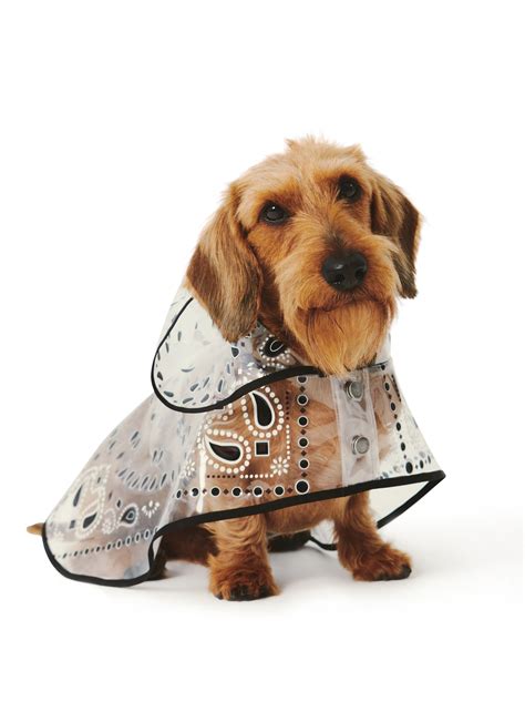 Canine couture. Things To Know About Canine couture. 