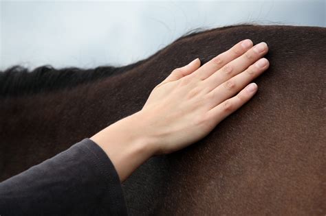 Canine deep pyoderma - Veterinary Practice