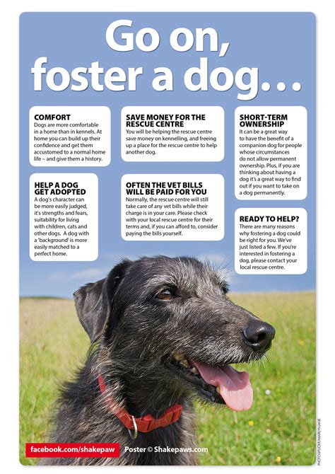 Canine fostering. The exact manner in which you’ll become a dog foster will differ based on the organization implementing the program. Ultimately, you’ll simply need to identify a shelter … 