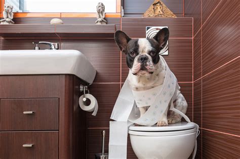 Canine house training. Three Easy Steps from Mess to Success: a house-training course that makes house-training fun and achievable! Your dog can indeed gain bladder control and learn ... 
