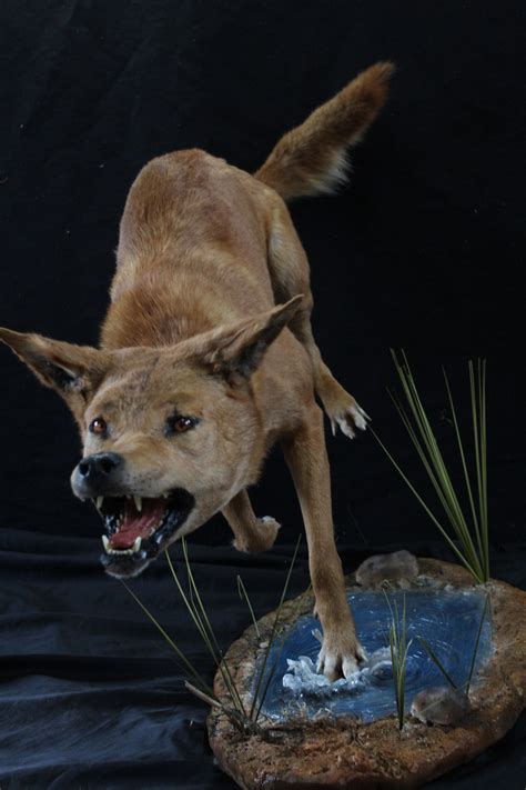 Canine taxidermy. Aug 1, 2023 · 2. Use an alcohol mixture to preserve reptile skin. Soak the skin in a 50/50 mix of glycerin and alcohol for up to two weeks. Keep in a cool and dark place. When you remove the skin, pat it dry and remove any glycerin from the inside. [4] 3. Rub borax on the inside of the skin for bird and fish preservation. 