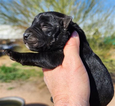 Where can I find adorable Canis Panther puppies for sa