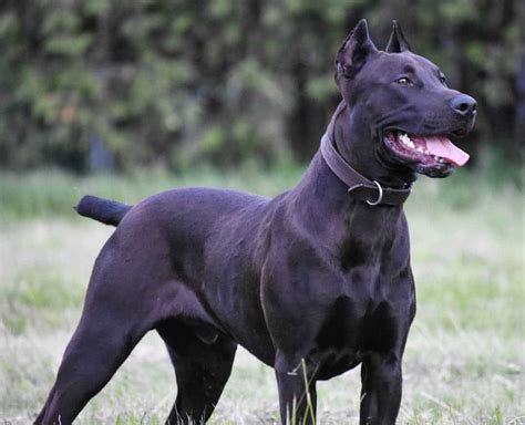 Finding a reputable Canis Panther breeder near Texoma has never been easier. We understand just how difficult it is to find a legitimate Canis Panther breeder near Texoma, so we've put our experience and expertise to work for you. Our focus is on the health of the dog and ethical, sustainable breeding practices.