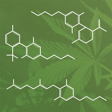 Cannabidiol is one of over 90 cannabinoids produced by Cannabis sativa and has been proposed to exert several beneficial effects, including acting as an anti-inflammatory, immunomodulatory, and anxiolytic agent 14 — 