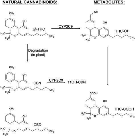 Cannabidiol is subject to a sizeable hepatic metabolism, witnessed by the identification of several metabolites in canine urine 