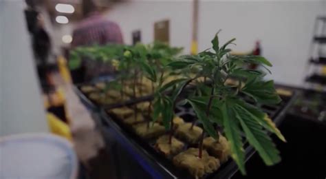 Cannabis Growers Showcase seeks to sell excess cannabis