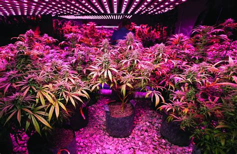 Cannabis Micro Growing: Growing Great Weed in Tiny …